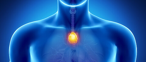 The thymus, a small lymphatic organ, is located behind the breastbone. As we age, it shrinks considerably with the result that the immune defence becomes weaker. 