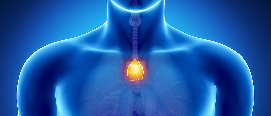 Der Thymus, ein kleines lymphatisches Organ, liegt hinter dem Brustbein. Im Laufe des Alters schrumpft er deutlich mit der Folge, dass die Immunabwehr schwächer wird.