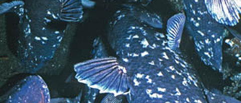 Quastenflosser zieren das Titelbild: In der Zeitschrift “Current Biology” stellen Wissenschaftler neue Forschungsergebnisse über die seltenen Fische vor. Foto: Hans Fricke