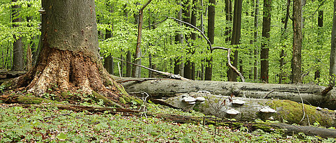 Deadwood in the beech forest near the ecological station of the University of Würzburg. Fungi have set about decomposing the logs.