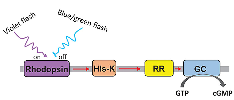 Violet light triggers a signalling chain in the light sensor protein switch-Cyclop, blue or green light stops the chain. At the end, the production of the signalling molecule cGMP is regulated by the enzyme guanylyl cyclase (GC).