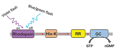 Violettes Licht stößt im Lichtsensor-Protein switch-Cyclop eine Signalkette an, blaues oder grünes Licht stoppt die Kette. Am Ende wird die Produktion des Signalmoleküls cGMP über das Enzym Guanylyl-Cyclase (GC) reguliert.