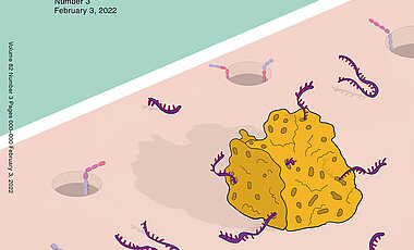 Das Titelbild der aktuellen Ausgabe der Fachzeitschrift Molecular Cell.