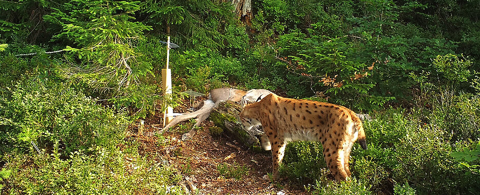 Ein Luchs am Rehkadaver im Bayerischen Wald. Die Großkatze ist einer der seltensten Bewohner unserer Wälder. 