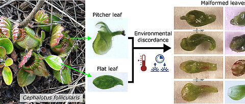 Normal and malformed leaves oft the Australian pitcher plant.