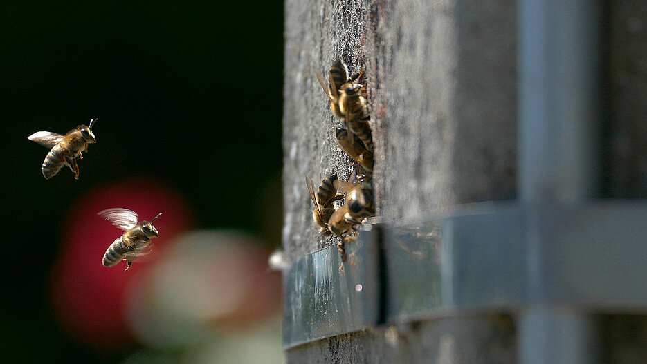 Bee colonies also use hollow electricity poles as nest sites (here a photo from Belgium).