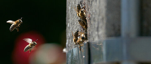 Bee colonies also use hollow electricity poles as nest sites (here a photo from Belgium).