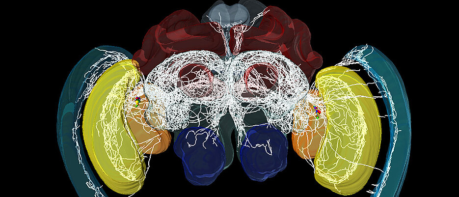 A look inside the bee's brain