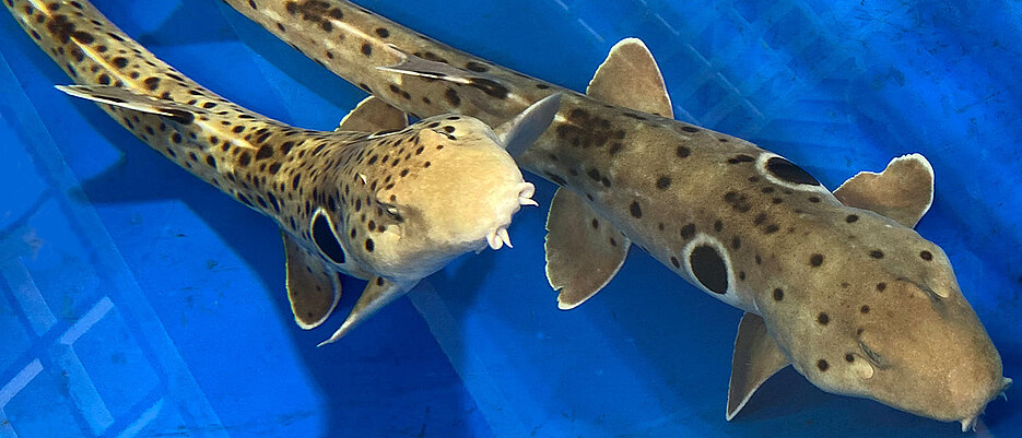 The adult pair of epaulette sharks from the study. 
