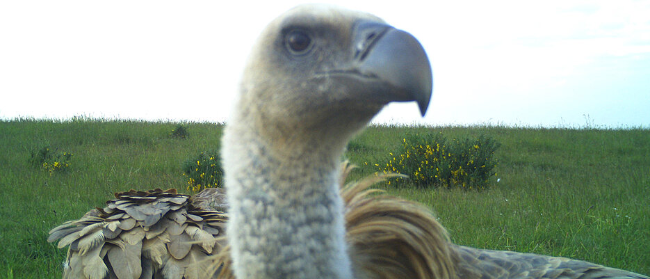 Caught in the photo trap. Griffon vultures are rather unusual guests in Germany. These impressive birds inhabit more southerly climes in Europe.