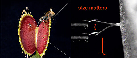 Die Venusfliegenfalle erkennt die Größe ihrer Beute. Zu kleine Insekten (links) sind nicht in der Lage die nötige Kraft aufzubringen, um das sensorische Haar der Pflanze zu stimulieren (rechts) und damit den Fangmechanismus auszulösen.