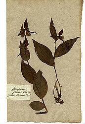 Cypripedium calceolus Willd. Pers. Calceolus marianus Moench