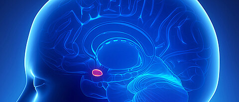 Störungen in der Gehirnregion Amygdala spielen bei Zwangserkrankungen eine Rolle. (Bild: Fotolia.com)