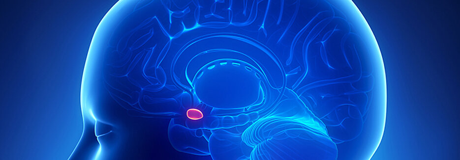 Störungen in der Gehirnregion Amygdala spielen bei Zwangserkrankungen eine Rolle. (Bild: Fotolia.com)