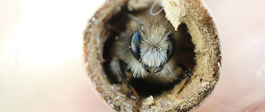 Eine rote Mauerbiene (Osmia bicornis) in ihrem Winterquartier, einem Schilfhalm. Sie ist frisch geschlüpft und schickt sich an, das Nest zu verlassen.