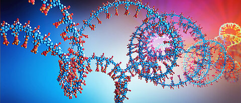 RNA-Moleküle transportieren die Erbinformation aus dem Zellkern in die Zelle. Wer sie lesen kann, erhält ein genaues Bild der Genaktivität innerhalb eines bestimmten Zeitraums.