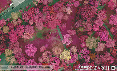 Multispektralaufnahme des Ringparks am Sanderring. Aus den Daten lassen sich zum Beispiel die Vitalität oder Wasserstress bei einzelnen Bäumen ableiten.