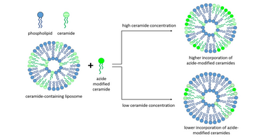 Graphical abstract