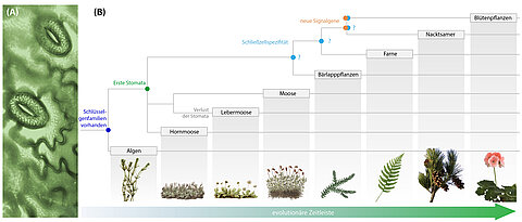 Links zwei offene Blattporen auf der Oberfläche eines Farnblattes, umgeben von zwei nierenförmigen Schließzellen. Rechts wichtige Momente in der Evolution der Stomata. Diese haben sich schon in einer frühen Landpflanze entwickelt, von der alle heutigen Arten abstammen, und gingen wahrscheinlich in Lebermoosen erneut verloren. Einige Gene, die die Bewegung der Stomata in Blütenpflanzen kontrollieren, sind vermutlich erst in Samenpflanzen aus alten Genfamilien entstanden, die bereits in Algen vorkamen. Signalgene mit spezifischen Rollen in Schließzellen traten wahrscheinlich erst nach der Abspaltung der Moose von einem gemeinsamen Vorfahren auf.