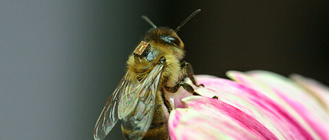 Biene mit Mikro-Chip