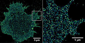 Immune receptors on a cancer cell. Using high-resolution fluorescence microscopy, it is possible to visualize and quantify receptors in the cell membrane with single-molecule sensitivity. (Picture: Sebastian Letschert)