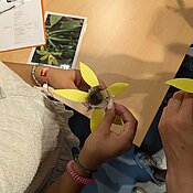 Die Schüler:innen vollziehen anhand eines Modells die filigrane Handbestäubung nach.
