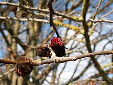 Parrotia persica