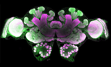 Konfokalmikroskopische Aufnahme des zentralen Bereichs im Gehirn der Wüstenameise Cataglyphis nodus. Auf beiden Seiten sind die paarigen Pilzkörper zusehen, die für sensorische Integration, Lernen und Gedächtnis verantwortlich sind. In der Mitte zwischen den Pilzkörpern befindet sich der Zentralkomplex, eine Gehirnstruktur, die für die Orientierung im Raum verantwortlich ist.