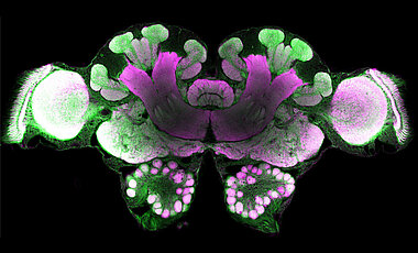 Confocal microscope image of the central area in the brain of the desert ant Cataglyphis nodus.