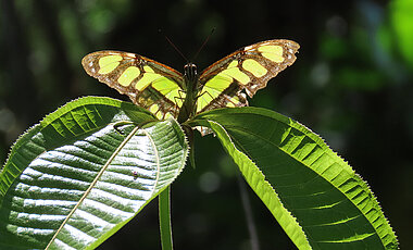Ein Malachitfalter der Familie Nymphalidae aus dem Amazonastiefland von Peru.