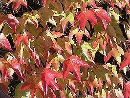 Parthenocissus tricuspidata