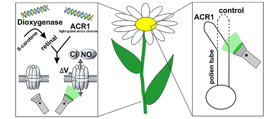 Mit zwei zusätzlichen Genen für das Enzym Dioxygenase und den Licht-gesteuerten Anionenkanal ACR1 kann die Tabakpflanze bei Belichtung mit grünem Licht Salzionen über die Zellmembran schleusen. Der Erfolg zeigt sich im Experiment: Während Pollenschläuche normalerweise zur Befruchtung in Richtung Eizelle wachsen, verändern sie bei genetisch veränderten Zellen die Wachstumsrichtung je nach Belichtung.