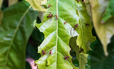 Wie der Name sagt: Blattschneiderameisen schneiden Blätter, Blüten und Früchte ab und verringern damit den Ernteertrag.