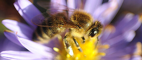 Nurse bees are - contrary to forager bees - active 24/7. Their circadian clock simply continues at the protein level. (Photo: Gunnar Bartsch)