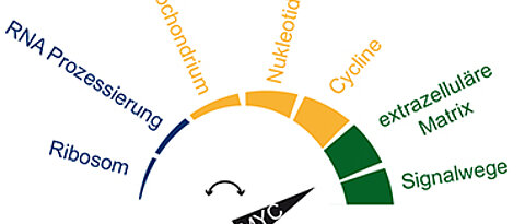 Mit steigender Konzentration aktiviert das Protein Myc in Zellen eine zunehmende Zahl von Genen. Das führt jenseits eines bestimmten Levels dazu, dass die Zelle sich in eine Tumorzelle verwandelt. (Grafik: Elmar Wolf)