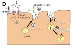 Graphic Staphylococcus aureus α-Toxin