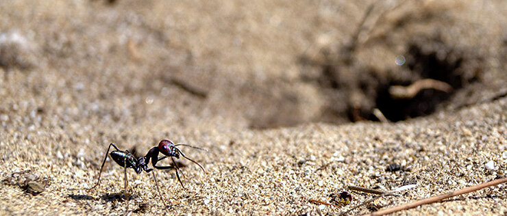 Die Wüstenameise Cataglyphis nodus an ihrem Nesteingang – einem unscheinbaren Loch im Boden, das aus der Perspektive der Ameise nicht zu sehen ist. Um dennoch dorthin zurückzufinden, nutzt die Ameise während ihrer Lernlaufpirouetten das Erdmagnetfeld.