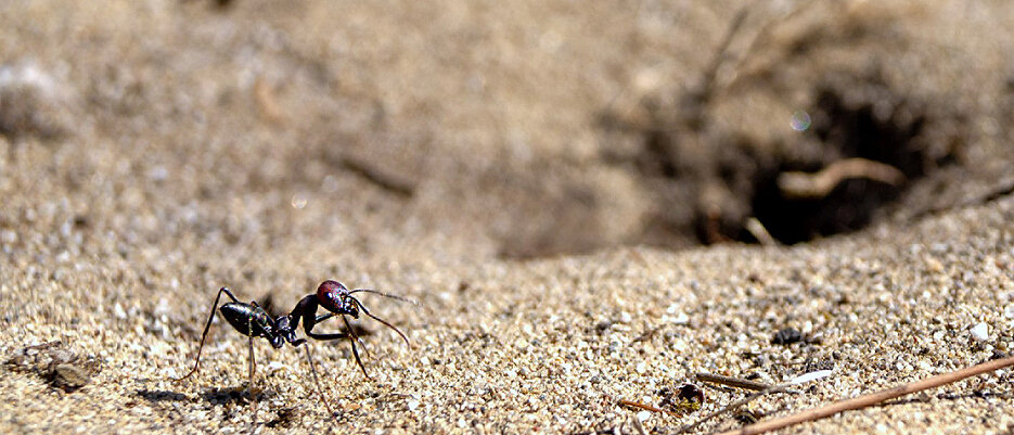 The desert ant Cataglyphis nodus at its nest entrance. 