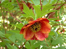 Paeonia delavayi