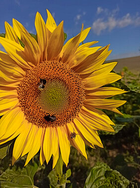 Eine Erdhummel, eine Steinhummel und eine Honigbiene auf einem der im Rahmen der Studie untersuchten Sonnenblumenfelder.