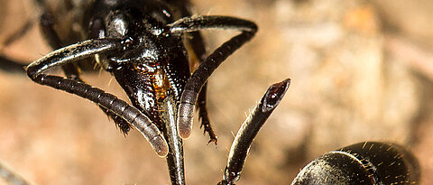 Eine Matabele-Ameise versorgt die Wunden einer Artgenossin, der im Kampf mit Termitensoldaten Beine abgebissen wurden. (Foto: Erik T. Frank)
