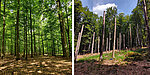 Links der Ausgangzustand: ein monotoner Wald. Nach den Eingriffen der Forschenden gab es Totholz und Lücken im Blätterdach, was der Vogel- und Fledermausvielfalt zugutekommt.