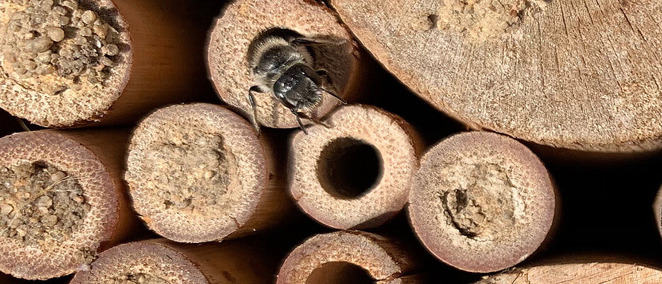A solitary bee leaves an artificial nest. The individual breeding chambers are separated and each contains only one larva. This prevents direct contact with sisters or mothers.