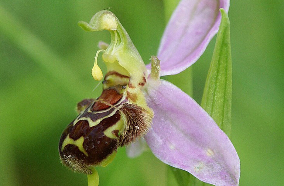 Blüte einer Bienenragwurz.