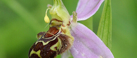 Blüte einer Bienenragwurz.