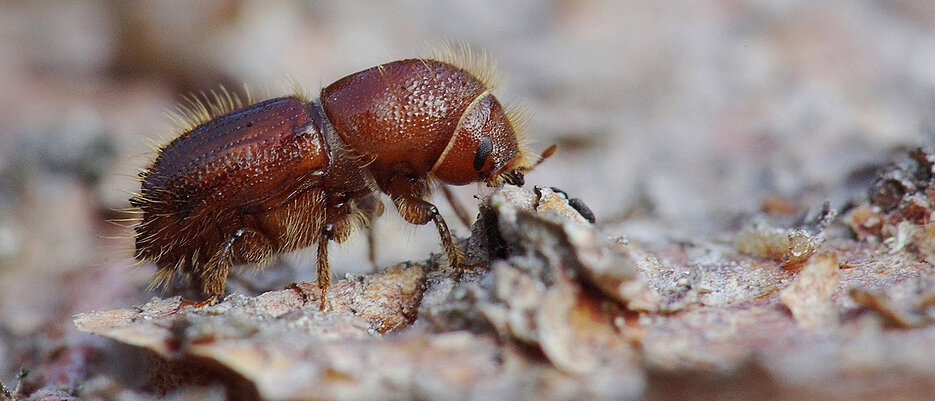 The European spruce bark beetle