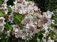 Catalpa bignonioides