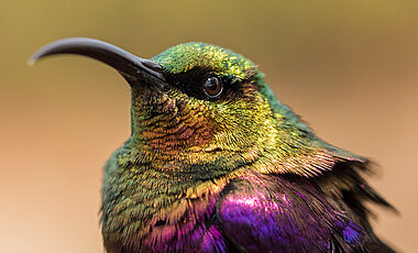 Sunbird