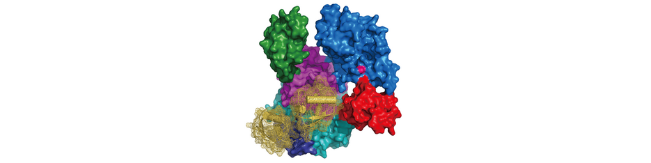 Image: Structure of UBA6