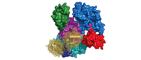 Struktur von UBA6 (Oberflächendarstellung in Farbe entsprechend seiner Domänenarchitektur, Cystein im aktiven Zentrum in rosa) im Komplex mit FAT10 (Banddiagramm in gelb mit Oberflächendarstellung im Netz).